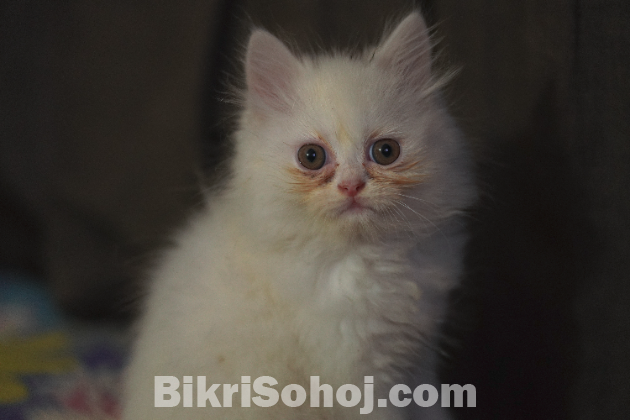 Traditional Persian kitten